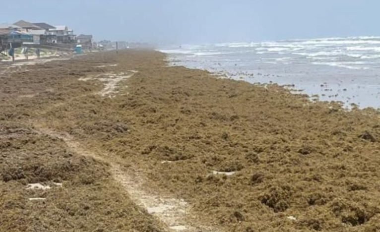 Galveston ahead of sargassum surge along Gulf Coast