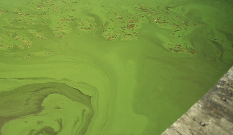 Texas researchers study viruses to combat harmful algae blooms