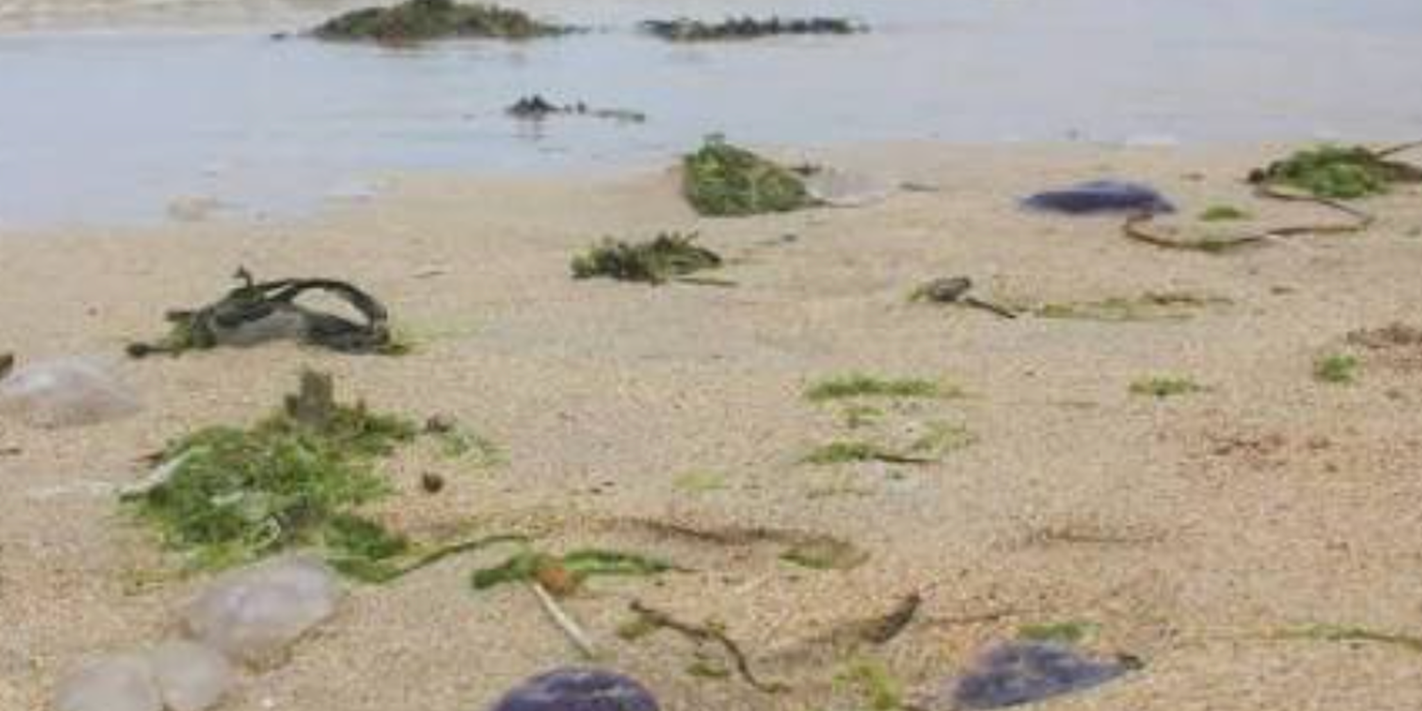 Invasive jellyfish washing ashore along Texas coast
