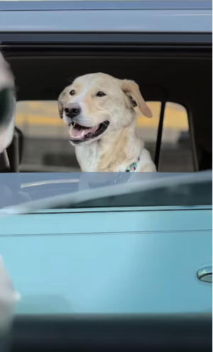 Cute dog looking out the car window.