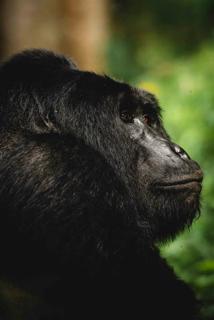 Uganda - La Selva Salvaje