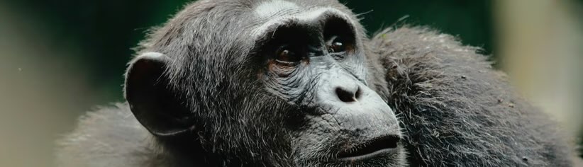Uganda - La Tierra del Gorila de Montaña