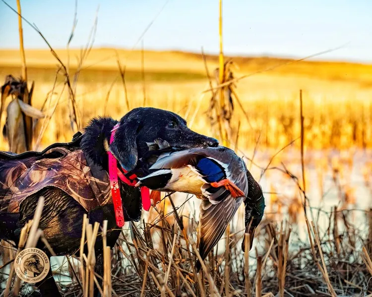 A black dog with a pink collar holding a duck in its mouth.