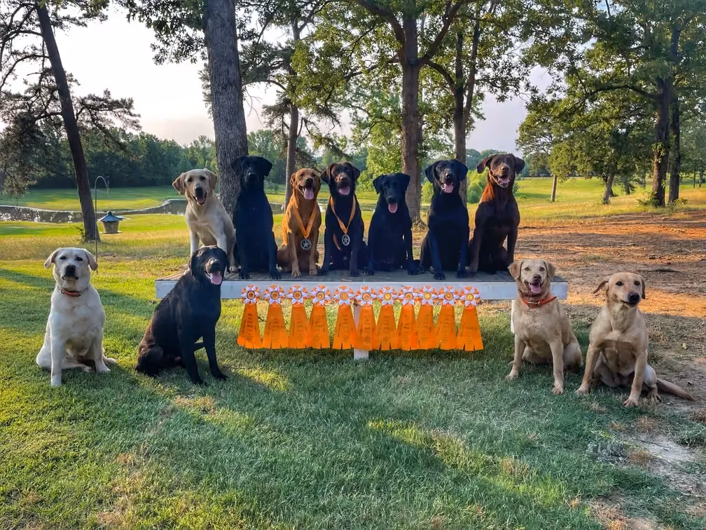 multiple dogs outside posing near multiple orange ribbons