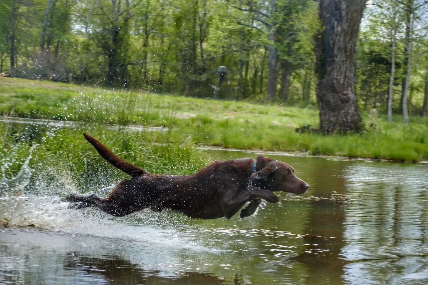 a dog running over a shallow body of water