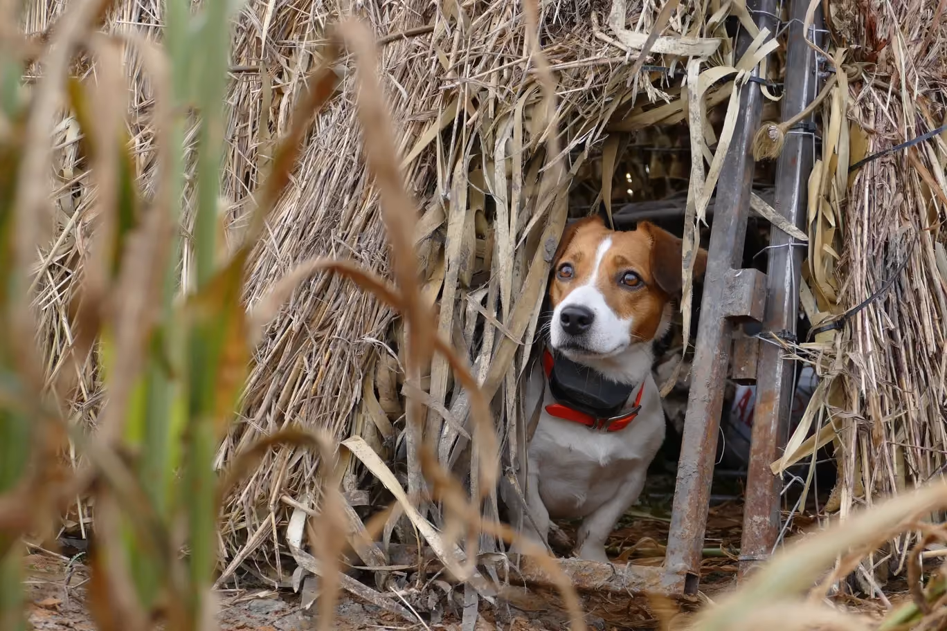 dog hiding in the overgrown grass
