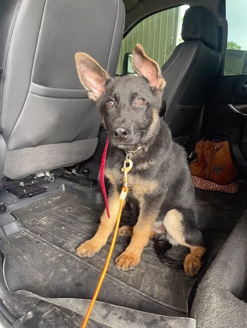 Puppy Training Camp tx
