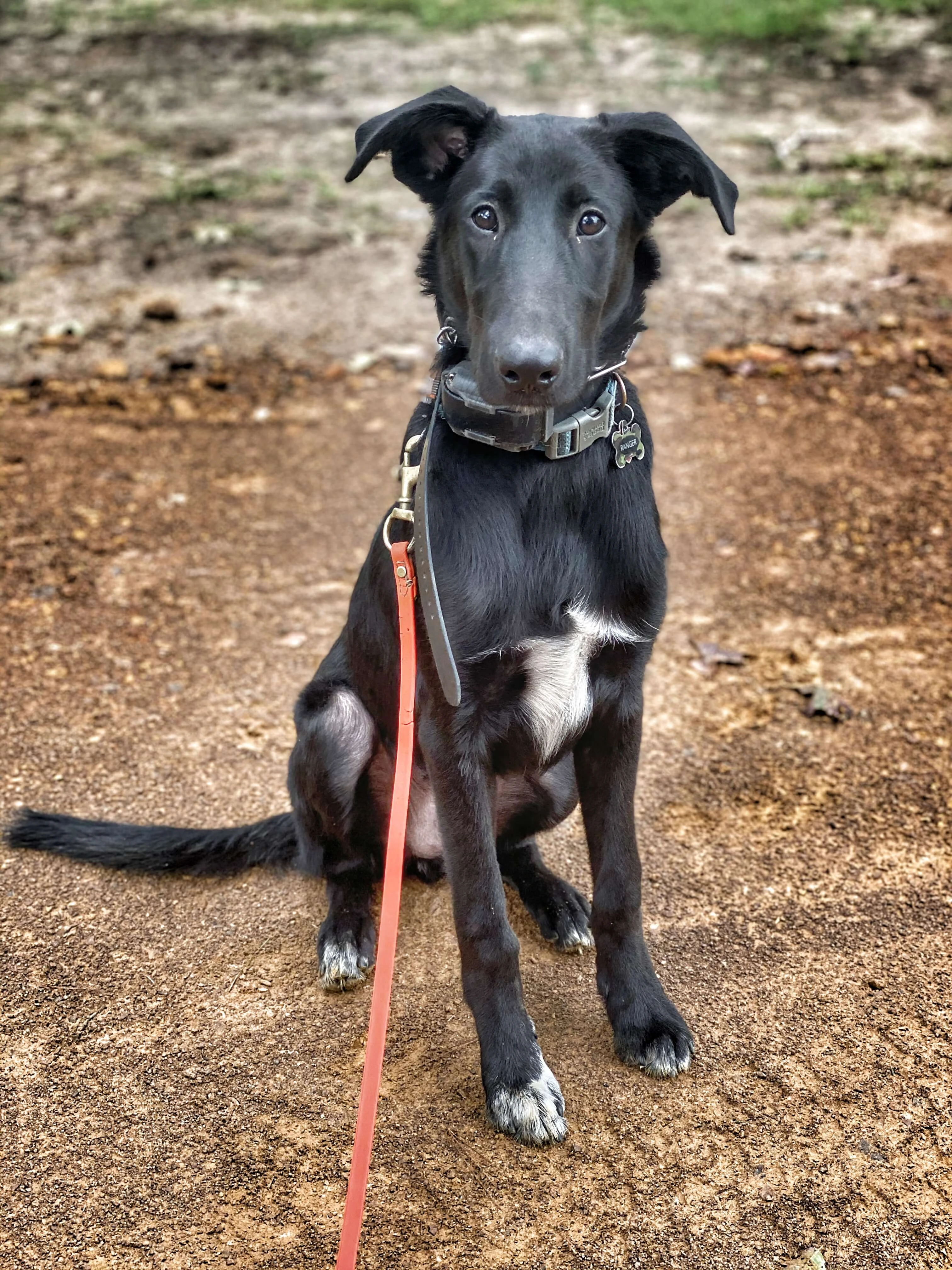 dog during dog training in Longview TX