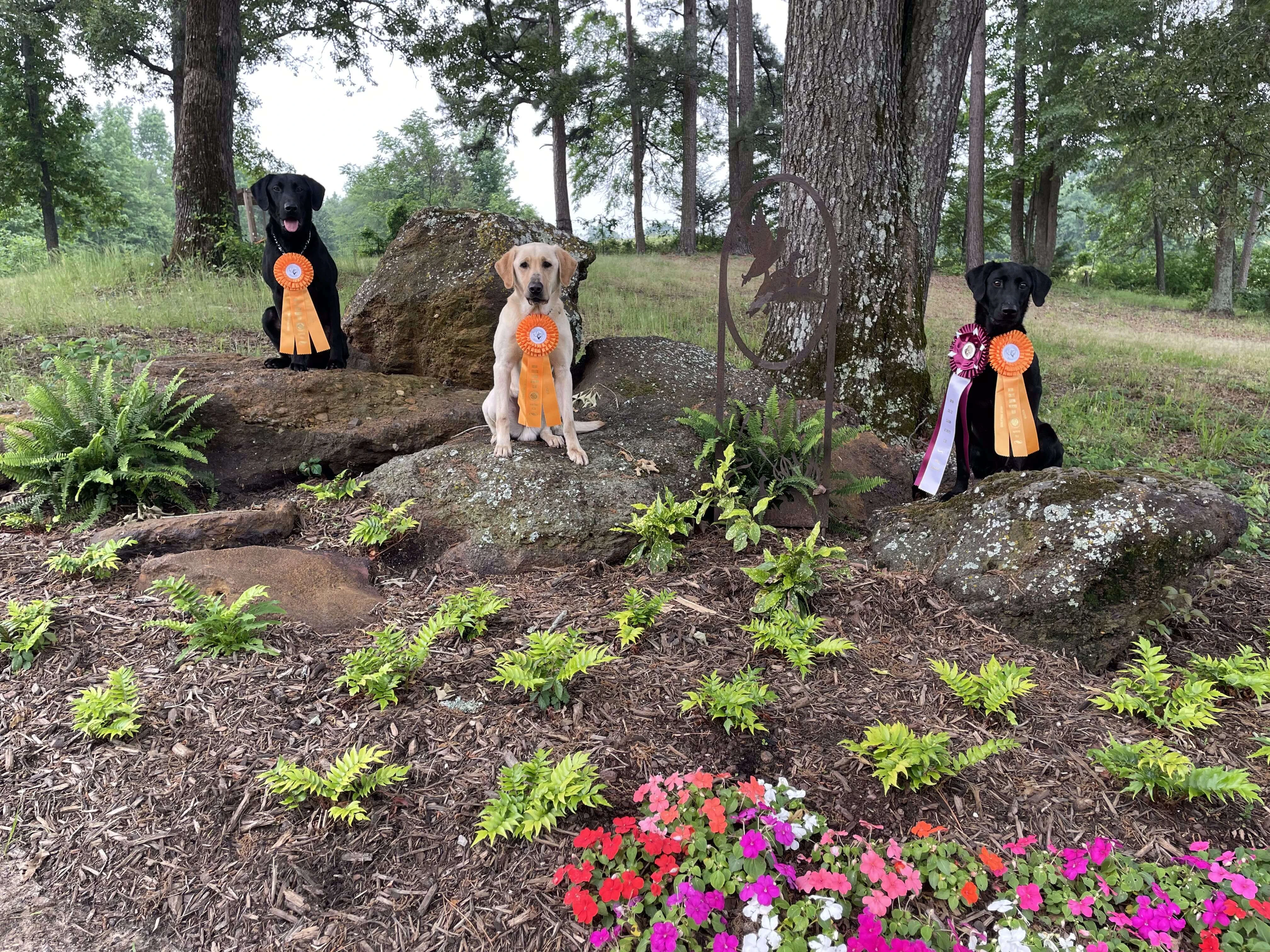 Why the “He Doesn’t Like It” Excuse Is Holding Your Dog Back