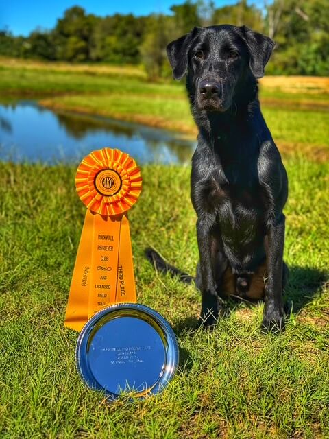 dog with medal after dog obedience lindale tx