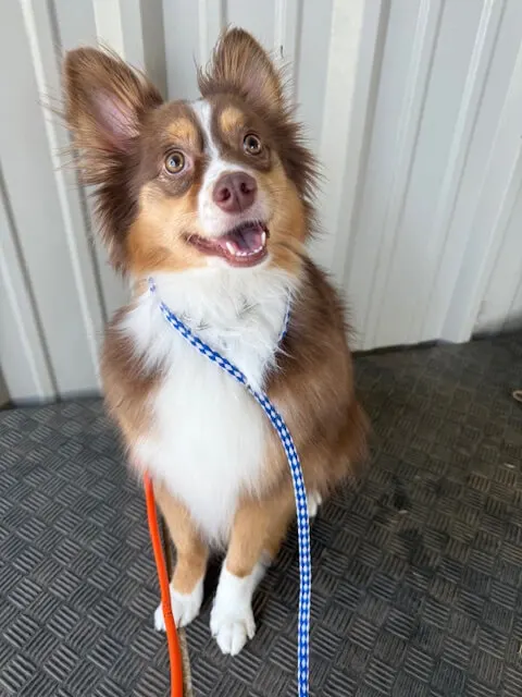 dog after dog training tyler tx