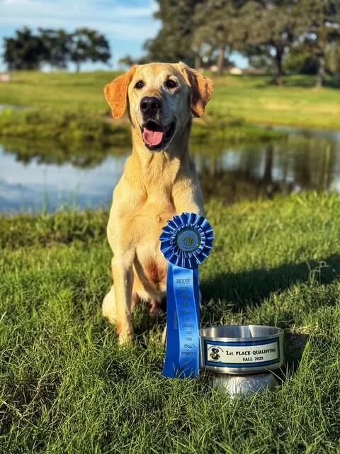 Is It Good to Get Your Dog Tired? 