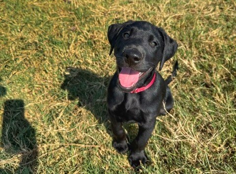 black puppy after Jacksonville TX dog training