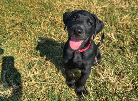 puppy during dog training Tyler Texas
