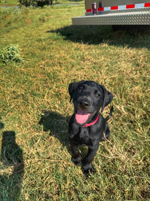 Raising a Puppy vs. Raising an Older Dog: Why Training Should Evolve with Age