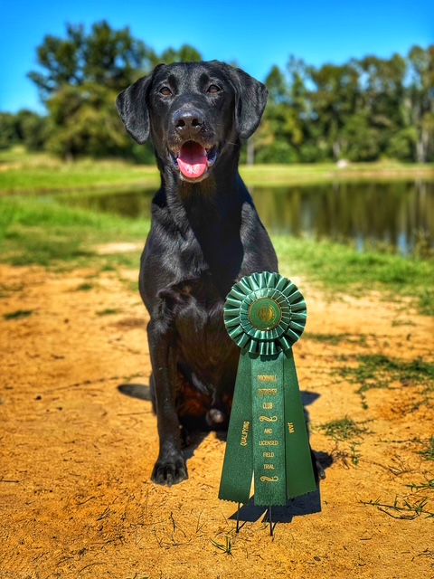 black labrador with medal for dog training Dallas TX