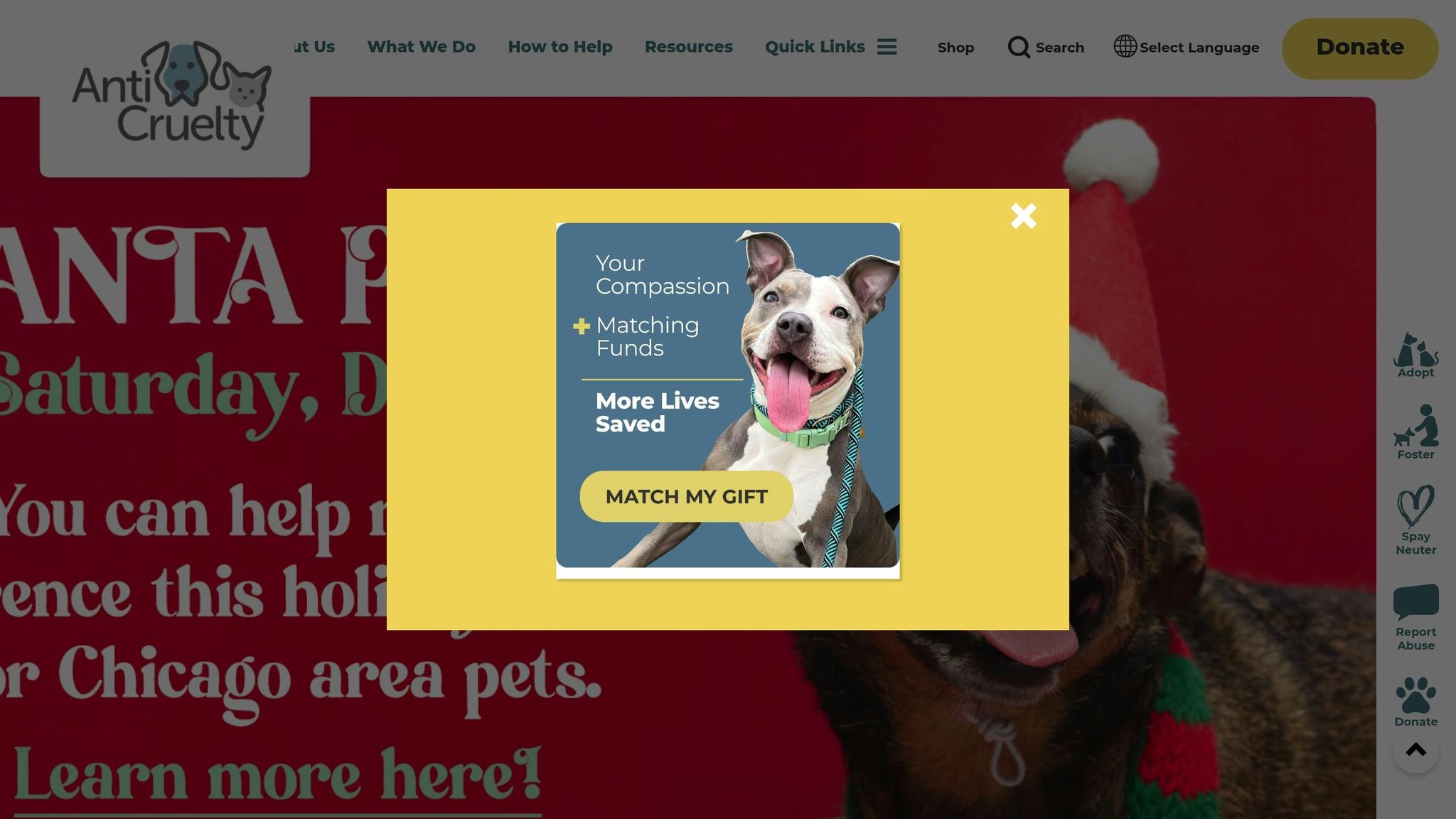 Anti-Cruelty Society