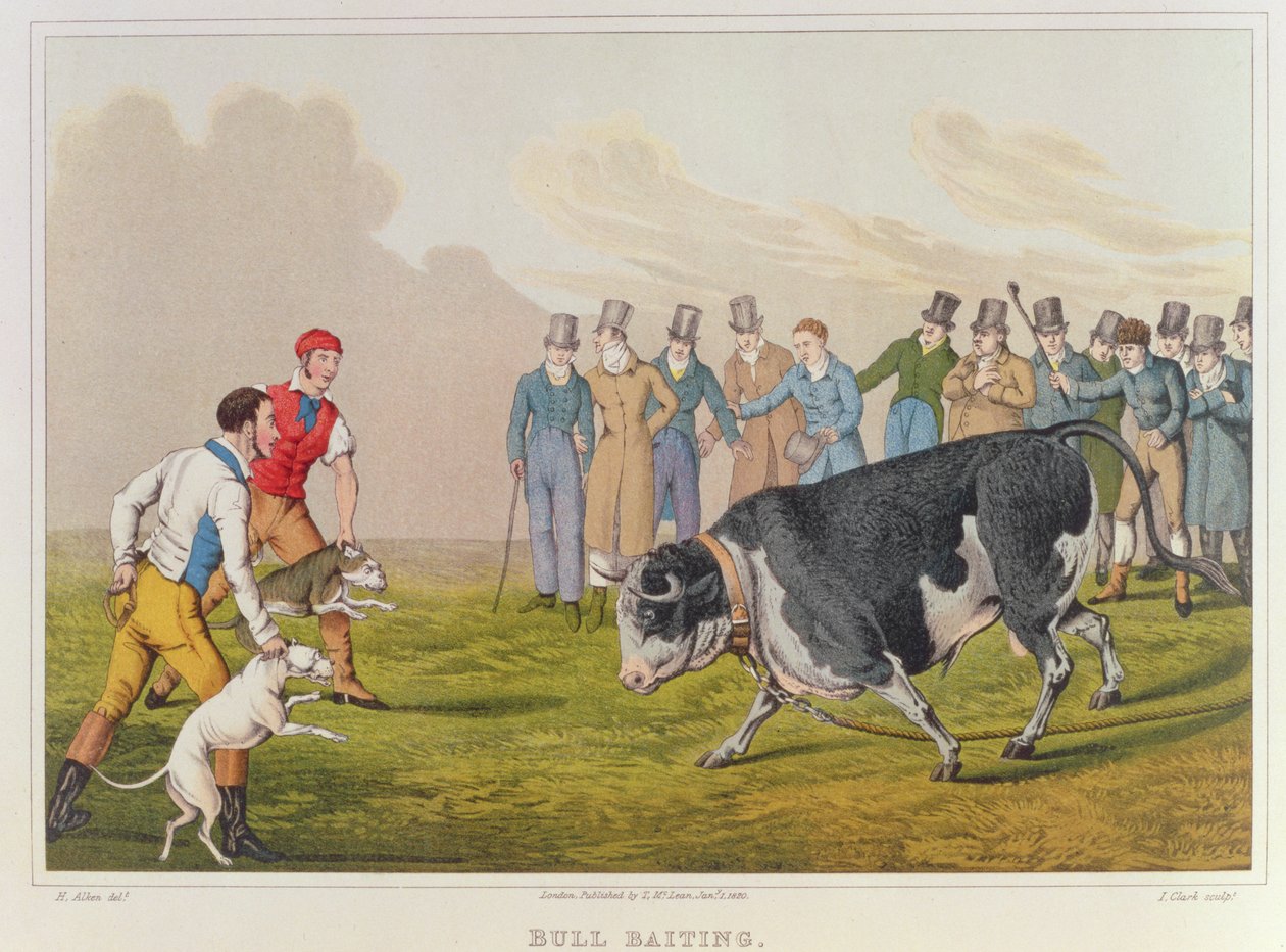 Bull-baiting
