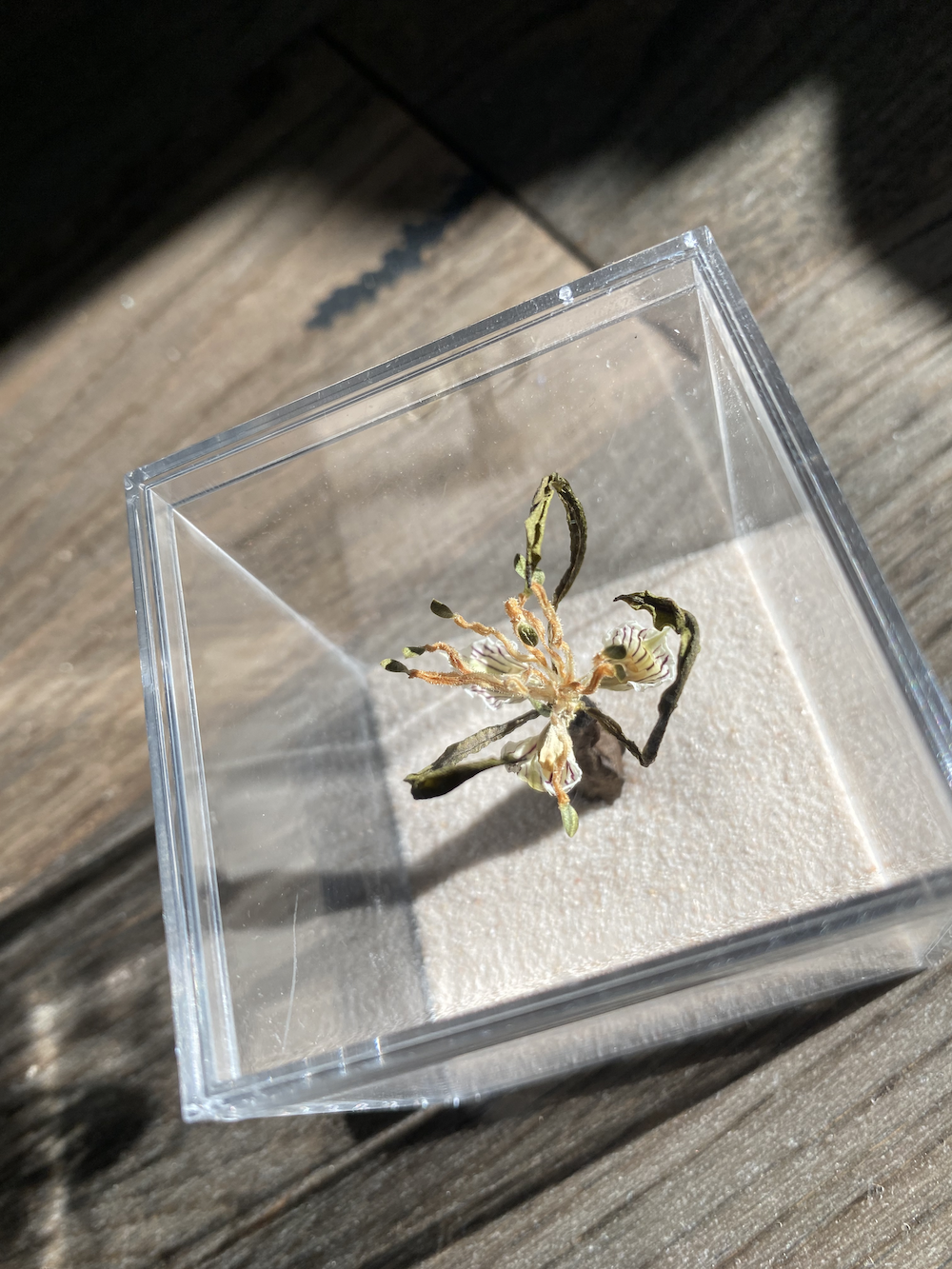 Frankenflora formidopugna by KVW