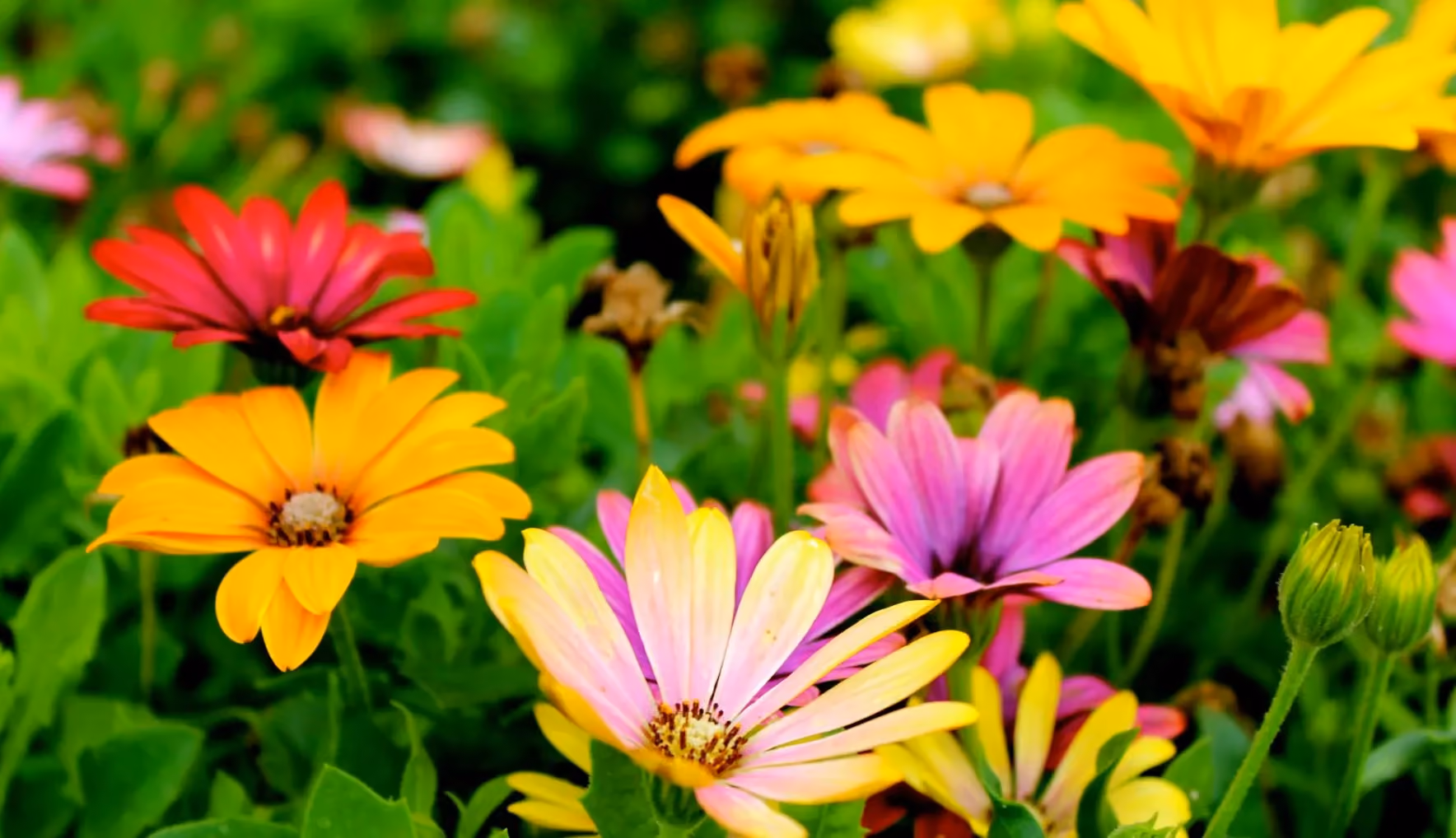 Flowers in a residential garden