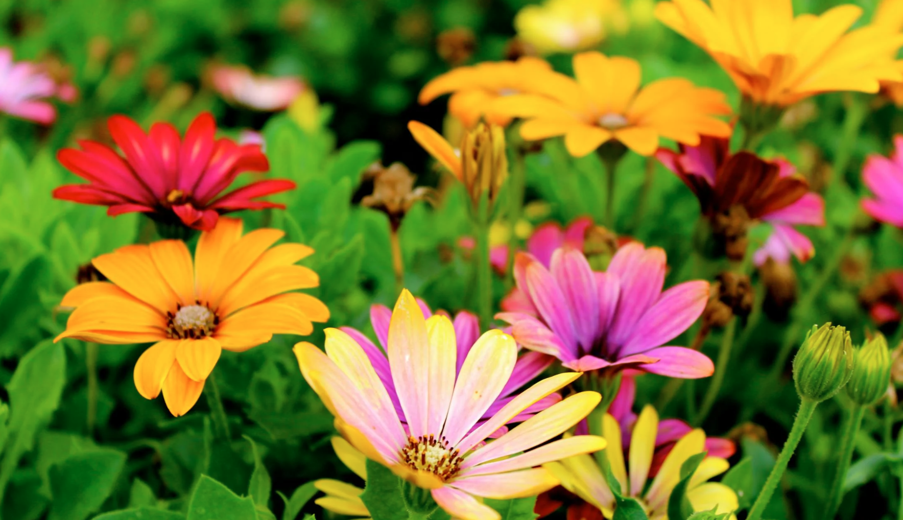 Flowers in a residential garden