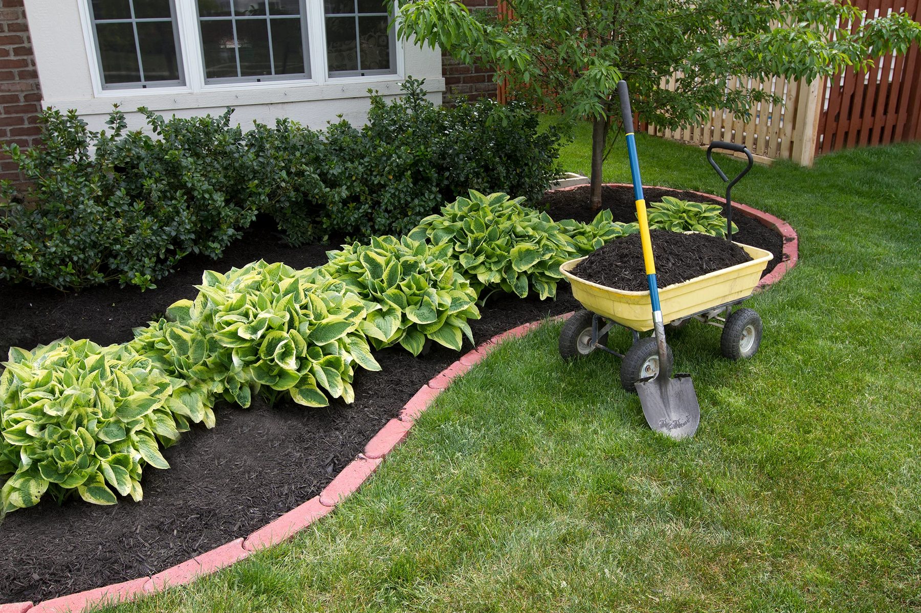 Mulched garden bed with hostas, a yellow garden cart of mulch, and a shovel beside a lawn