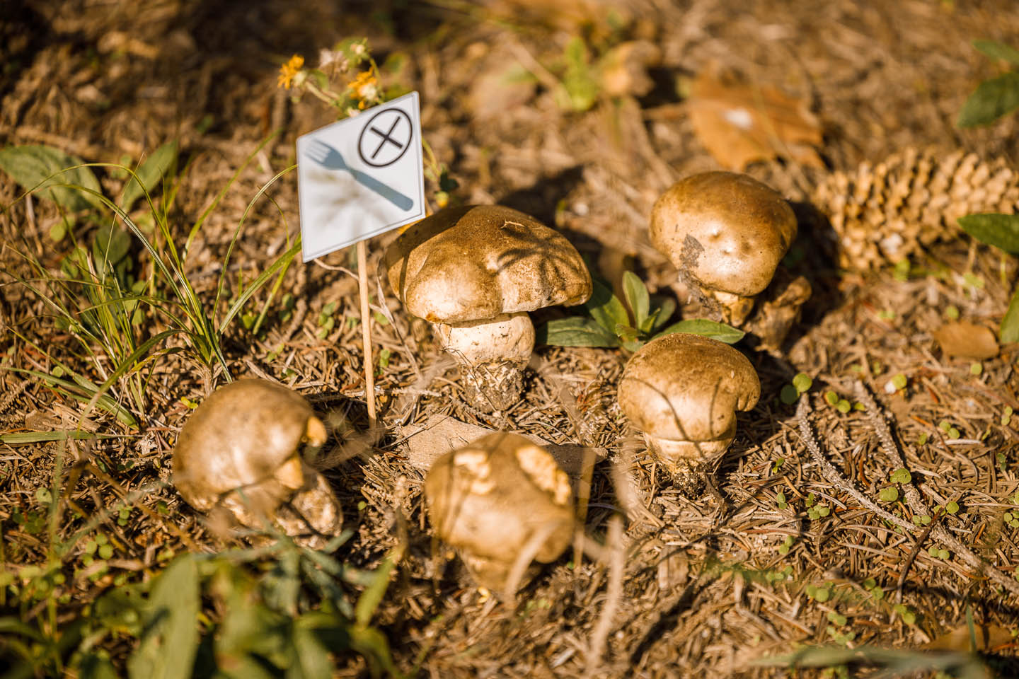 Группа грибов на лесной подстилке с маленьким знаком с изображением вилки и перечеркнутого круга.