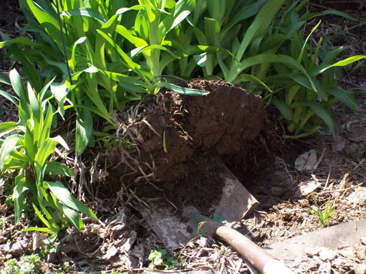 digging up perennials to divide them
