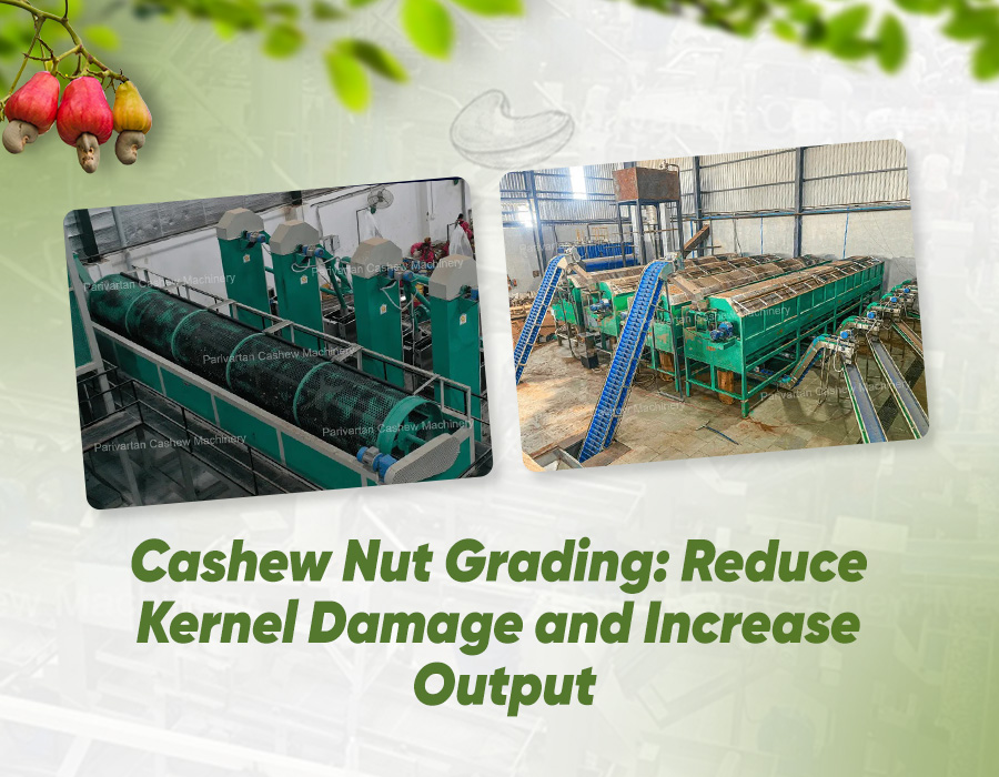 Cashew Nut Grading: Reduce Kernel Damage and Increase Output