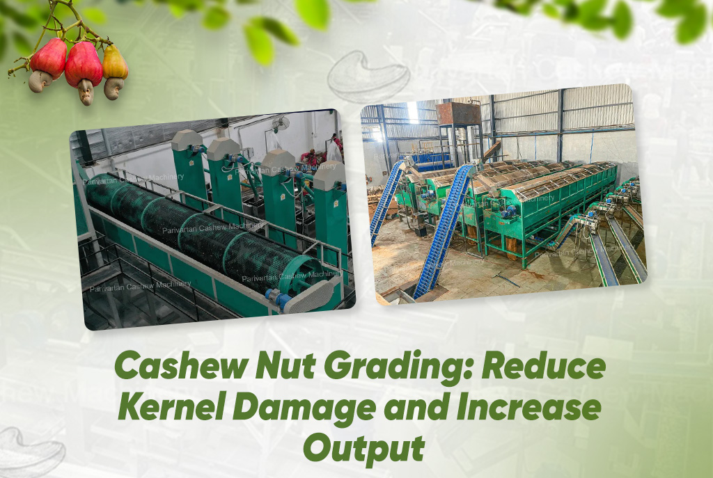 Cashew Nut Grading: Reduce Kernel Damage and Increase Output