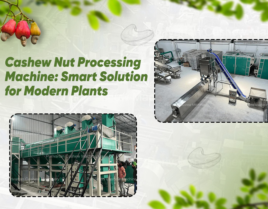 Cashew Nut Processing Machine: Smart Solution for Modern Plants