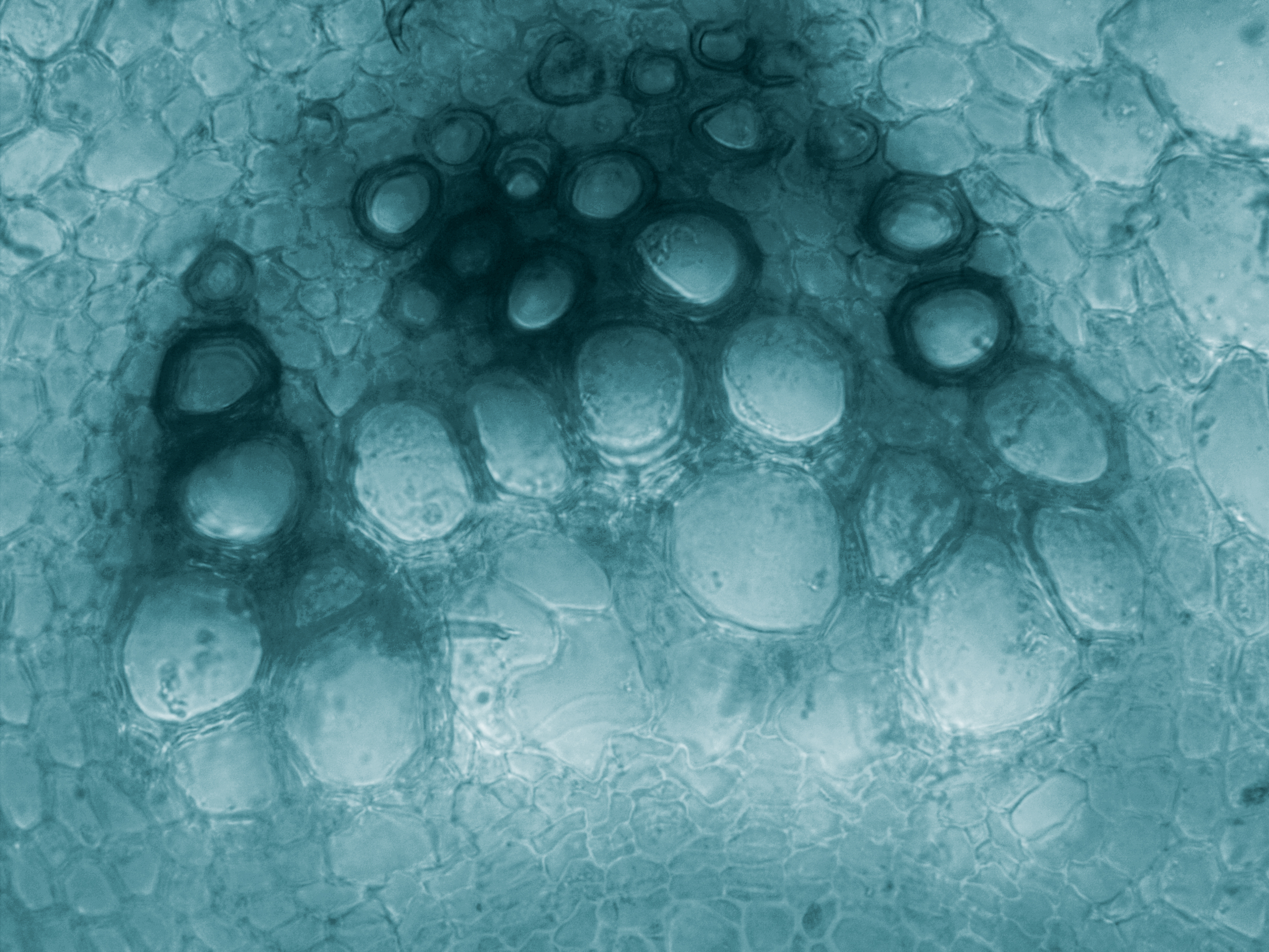  Vascular bundles in a rapeseed stem.