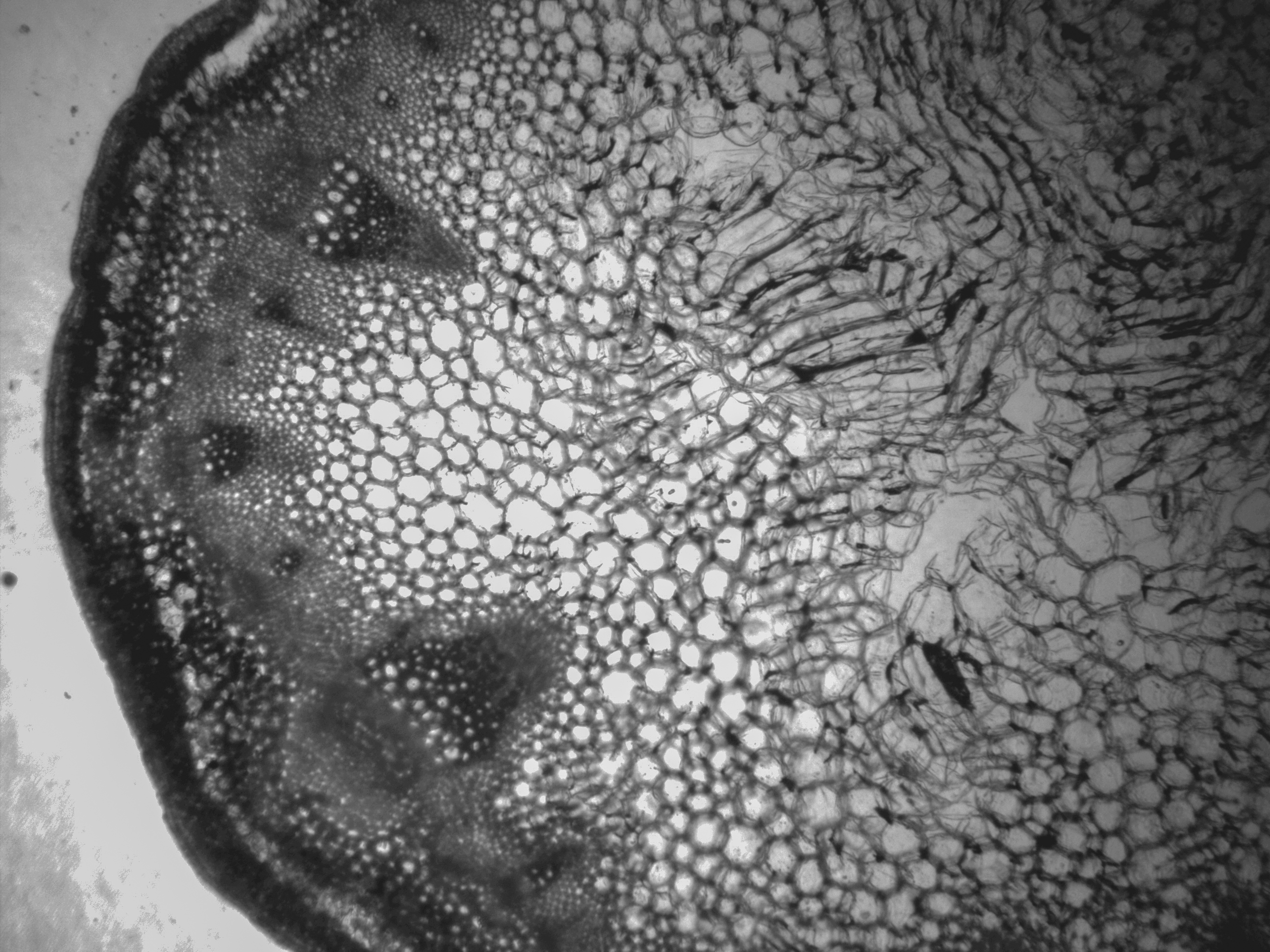 Rapeseed stem (with visible vascular bundles).