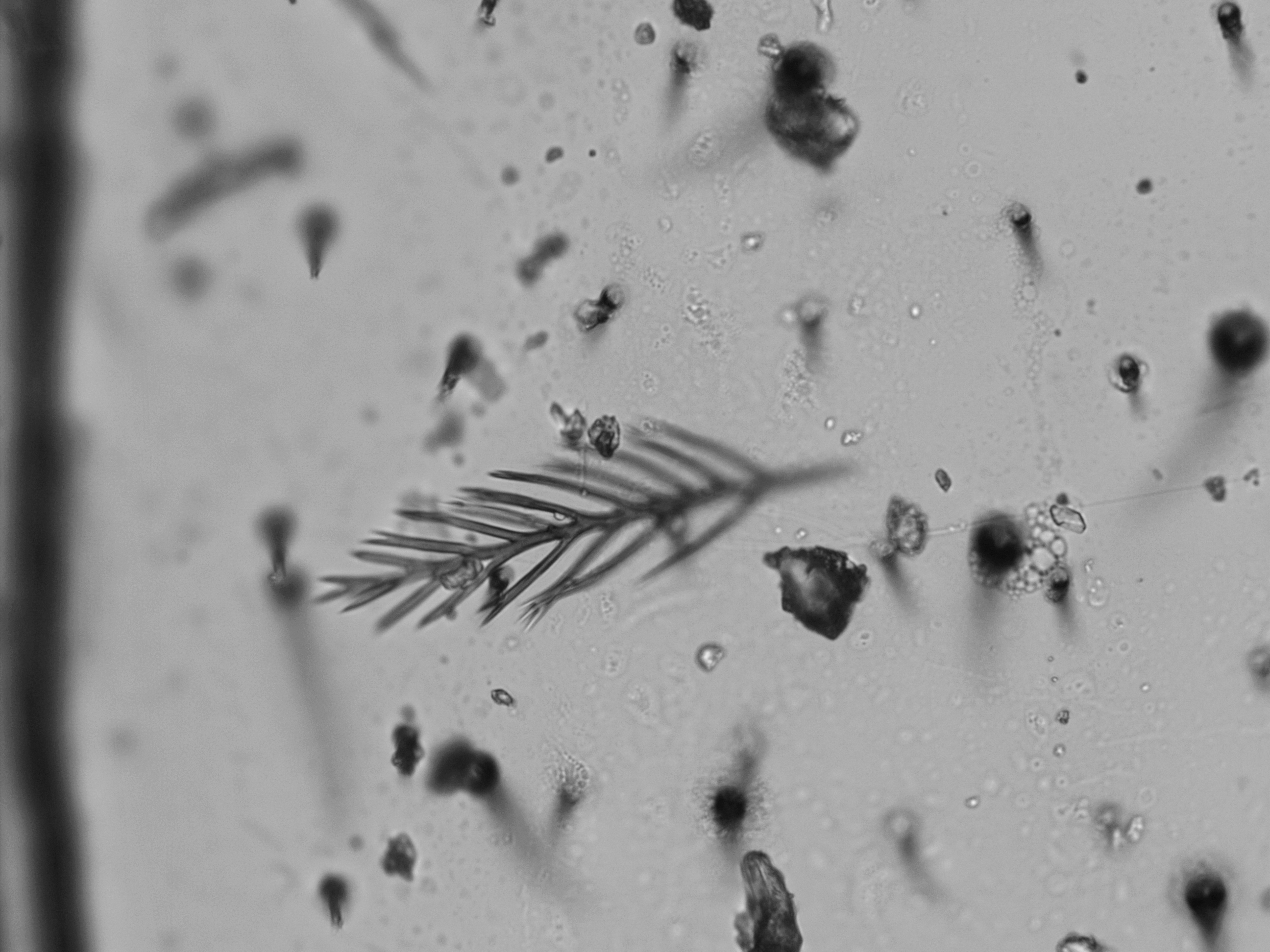 Bee wings have different type of "hair" strcutures, such as this one.