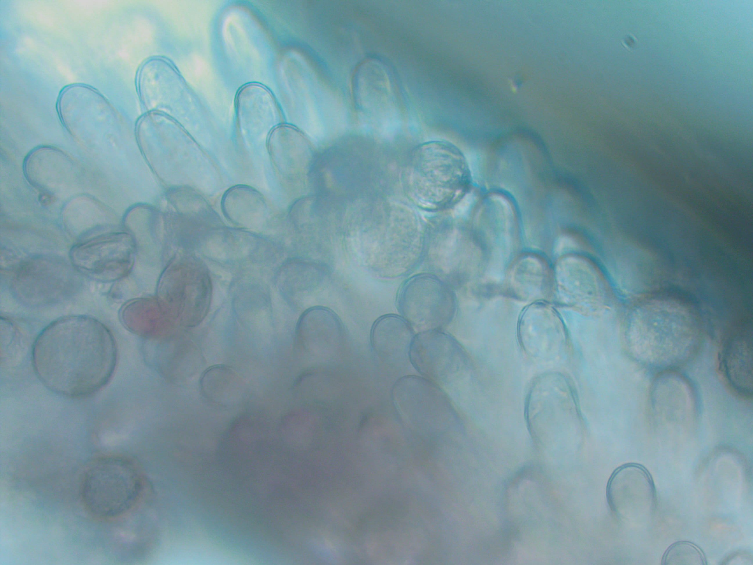 Pollen on the stigma of a wood anemone.