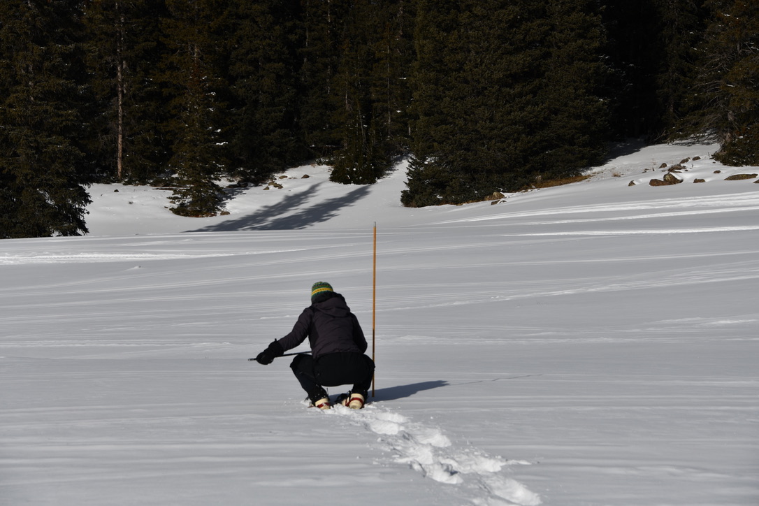 Transect measurements of snow depth. Foto: Kelly Elder.