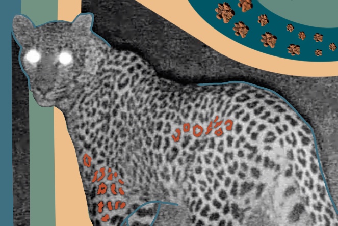 Each leopard has a unique spot pattern. This helped identify individual leopards in the camera trap images.