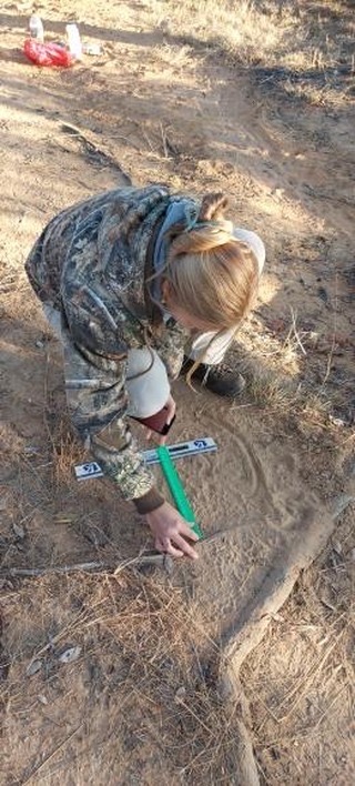 Taking measurements of leopard spoor.