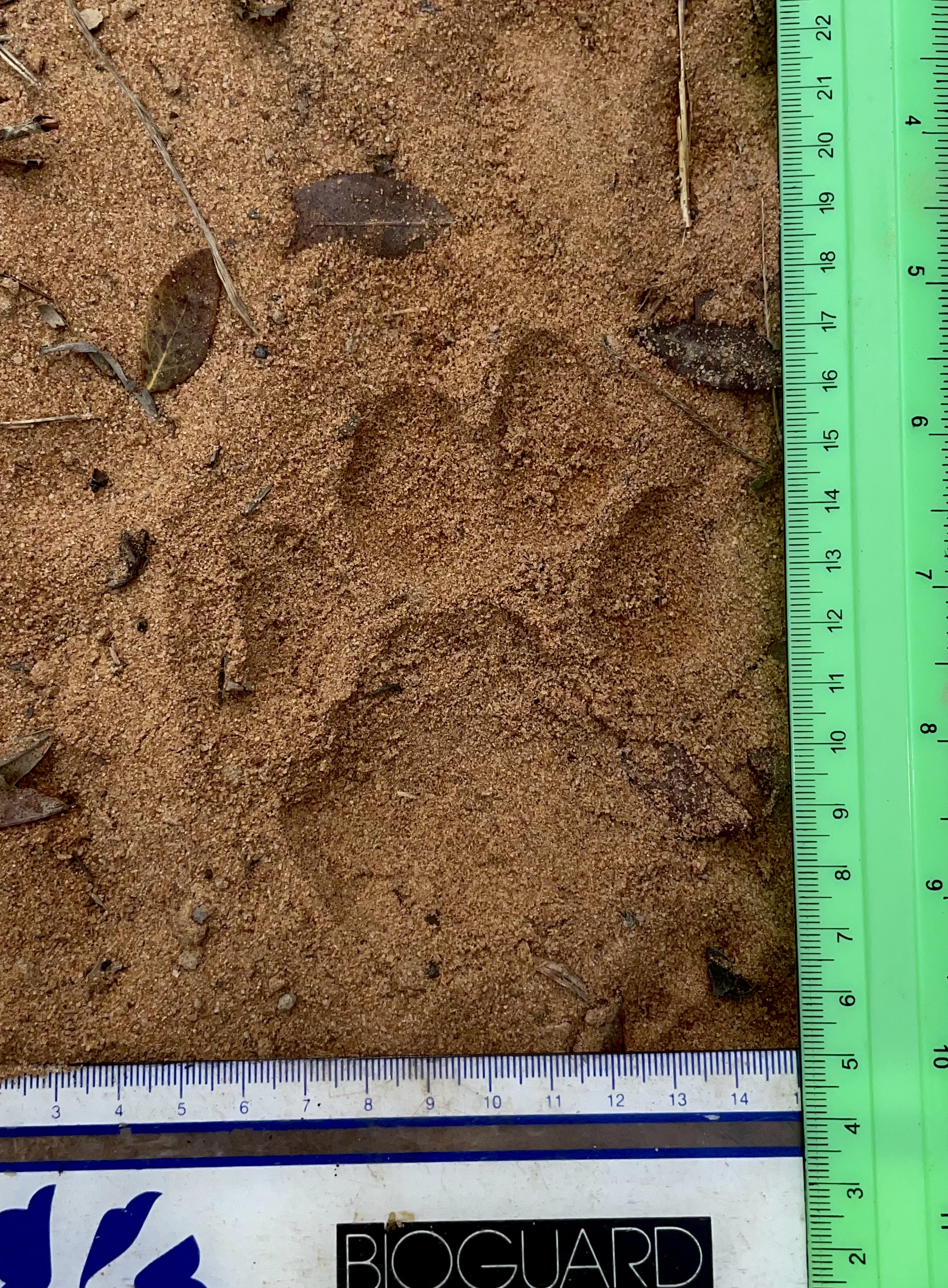 African Leopard: straight pad, three pad indents, as all big cats. Front and back pad differentiate in size; the front being the bigger one. No claws visible in the tracks, as they are retracted when walking. 