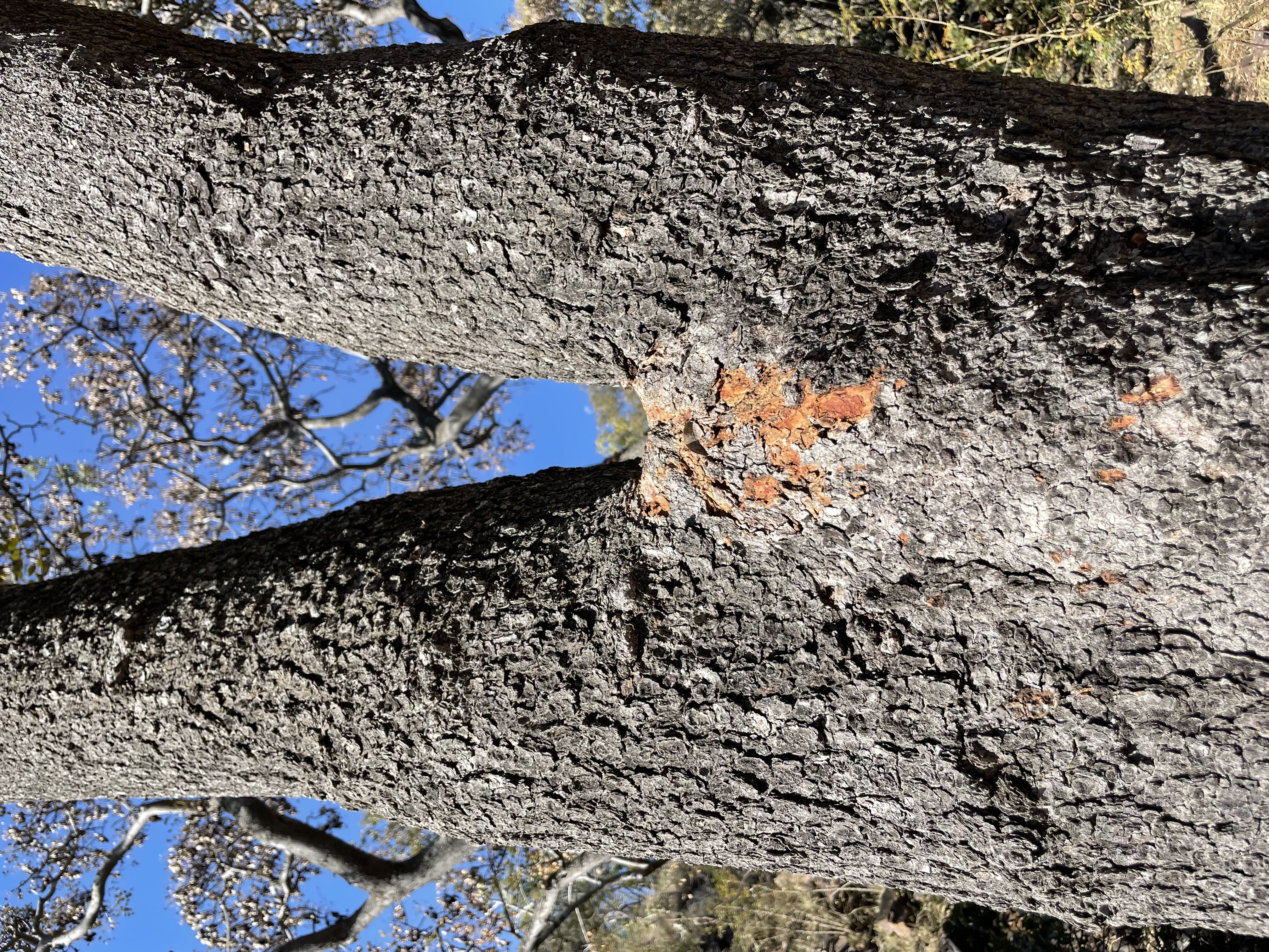 Leopard scratch marks and hair on a tree, where that leopard climbs up, most likely to sleep.