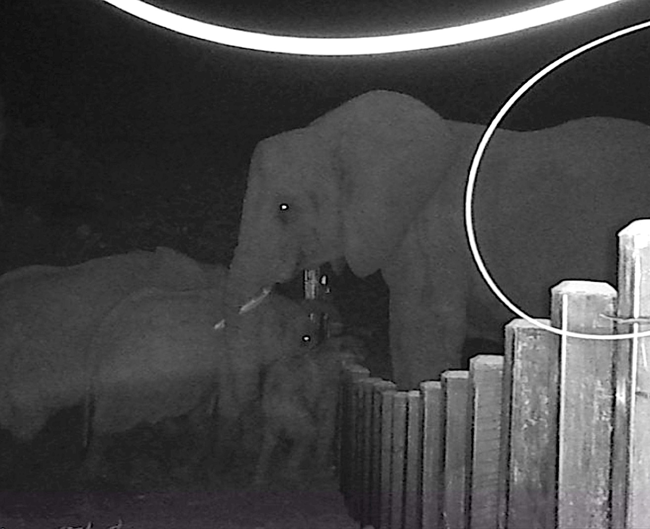 Camera trap image of adult elephant helping calf across. For a scientific paper, te image is unclear to show the behaviour of elephants towards the new fence.
