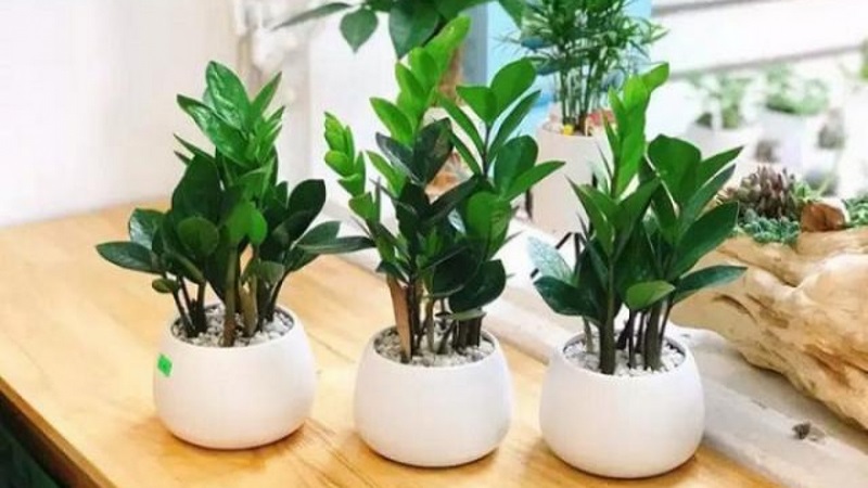 mệnh thuỷ hợp cây gì để bàn làm việc