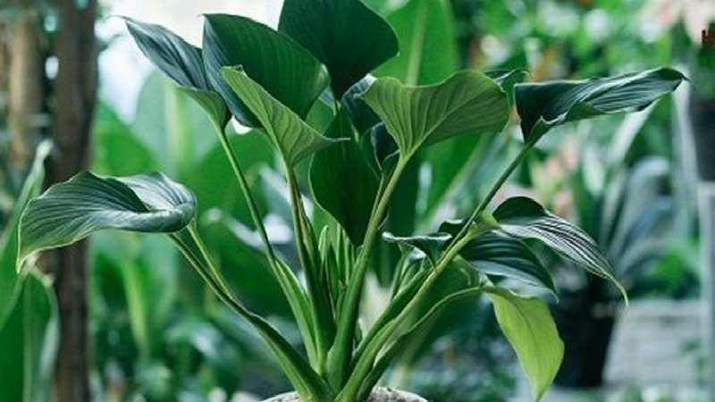 mệnh thuỷ hợp cây gì để bàn làm việc