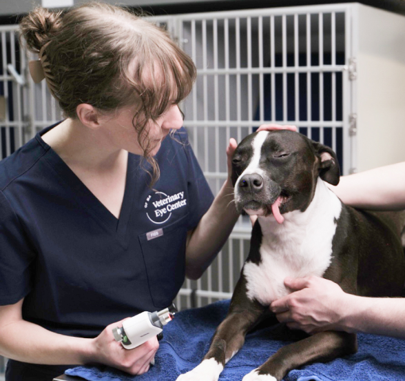 A veterinarian in a blue scrubs and a dog in a blue blanket are in a petting zoo, with the dog's tongue out and a petting machine nearby, while a cage with bars is visible in the background.