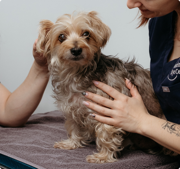 A woman in a blue shirt with tattoos sits on a gray blanket, holding a small, brown and tan dog with a black nose and white ears, while another person in a blue shirt stands nearby, both focused on the dog.
