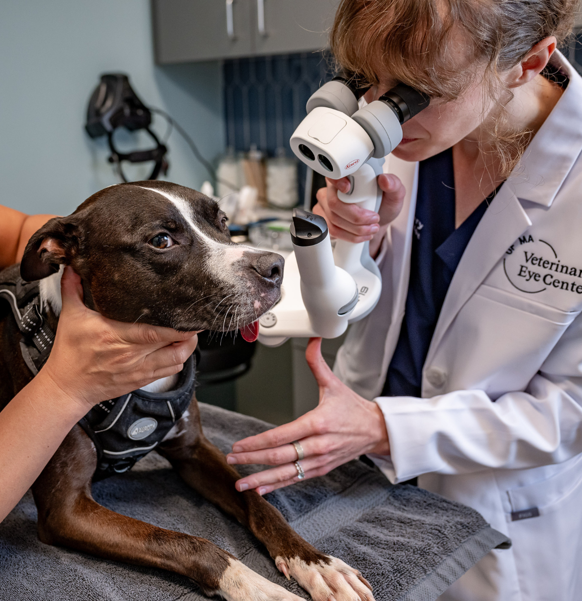 Dr. Ashley Zibura checking dog eye