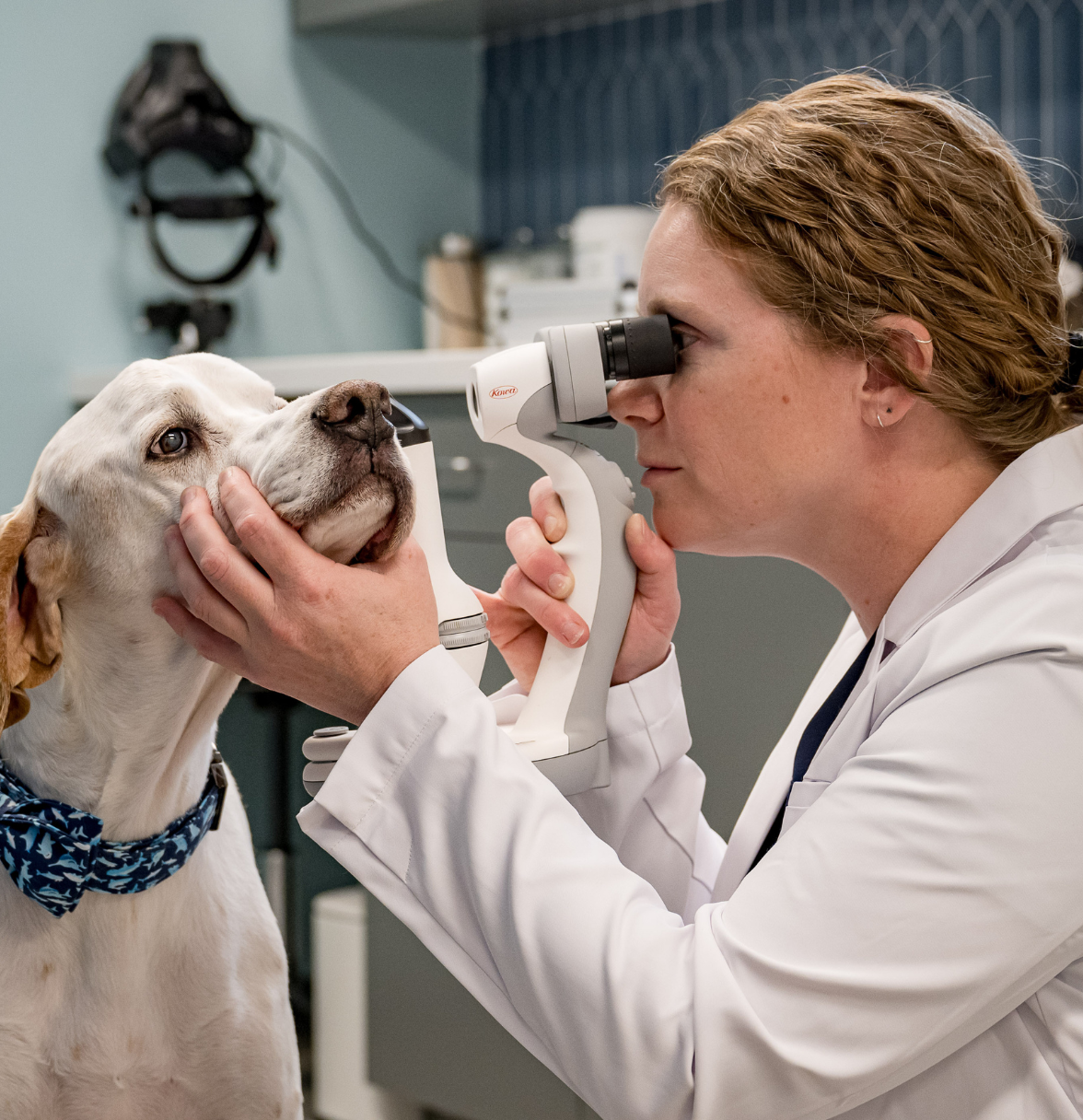 Dr. Kristen Gervais testing dog eye