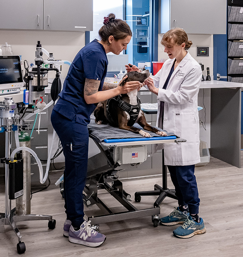 dog being examined by veterinary ophthalmologist