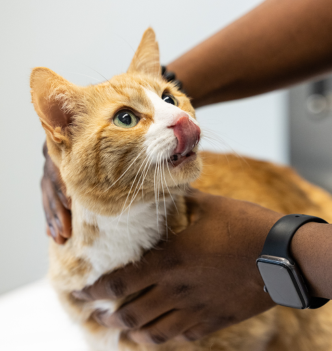 cat being examined by veterinary ophthalmologist