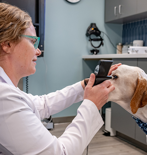 veterinary ophthalmologist examining dog
